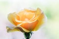 Yellow detailed rose against blurry background. MotherÃ¢â¬â¢s Day and ValentineÃ¢â¬â¢s Day concept Royalty Free Stock Photo